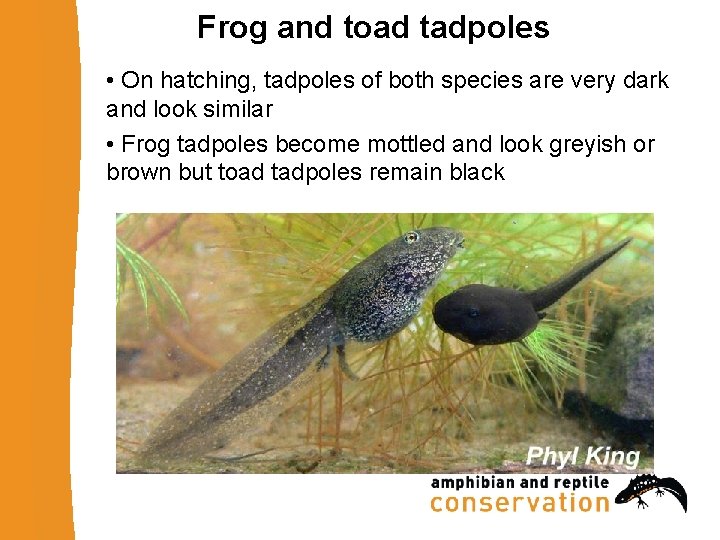 Frog and toad tadpoles • On hatching, tadpoles of both species are very dark