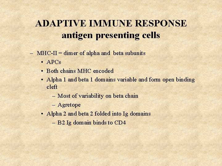 ADAPTIVE IMMUNE RESPONSE antigen presenting cells – MHC-II = dimer of alpha and beta