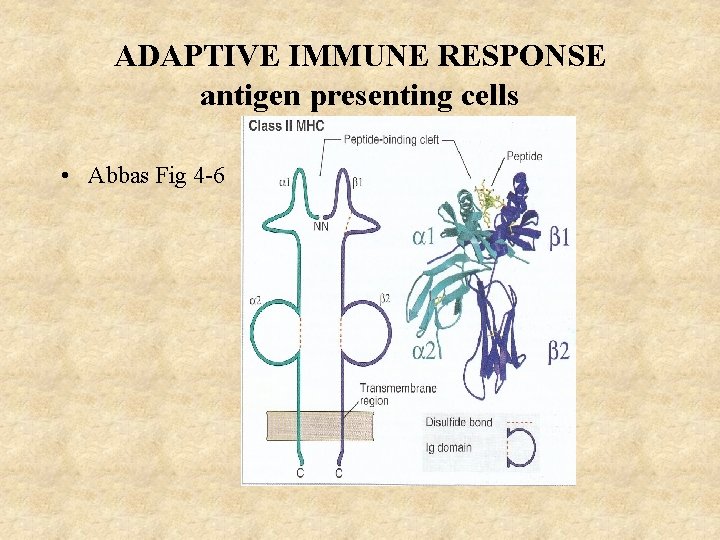 ADAPTIVE IMMUNE RESPONSE antigen presenting cells • Abbas Fig 4 -6 