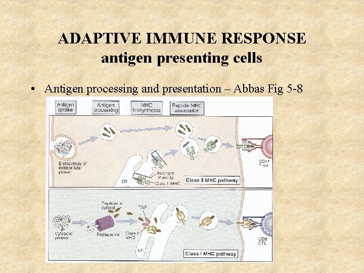 ADAPTIVE IMMUNE RESPONSE antigen presenting cells • Antigen processing and presentation – Abbas Fig
