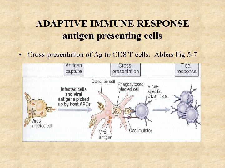 ADAPTIVE IMMUNE RESPONSE antigen presenting cells • Cross-presentation of Ag to CD 8 T