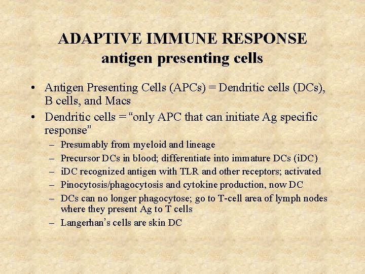 ADAPTIVE IMMUNE RESPONSE antigen presenting cells • Antigen Presenting Cells (APCs) = Dendritic cells