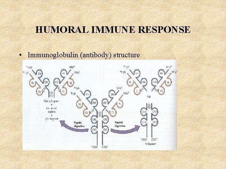 HUMORAL IMMUNE RESPONSE • Immunoglobulin (antibody) structure 