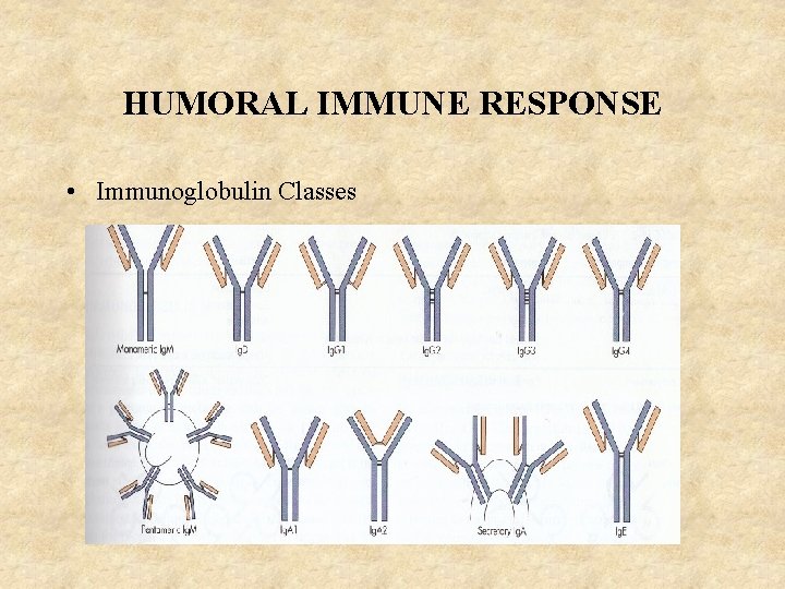 HUMORAL IMMUNE RESPONSE • Immunoglobulin Classes 