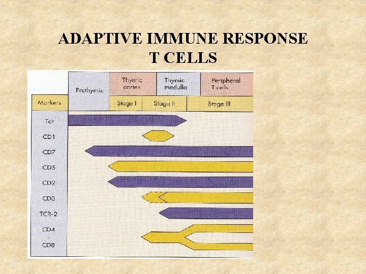 ADAPTIVE IMMUNE RESPONSE T CELLS 