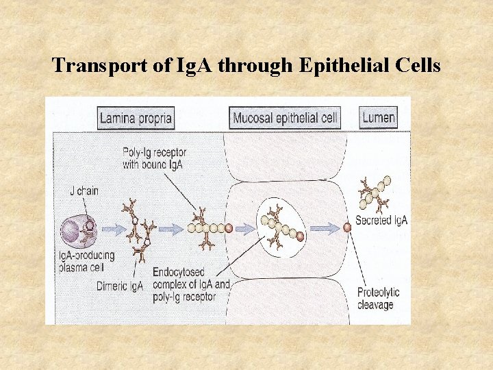 Transport of Ig. A through Epithelial Cells 