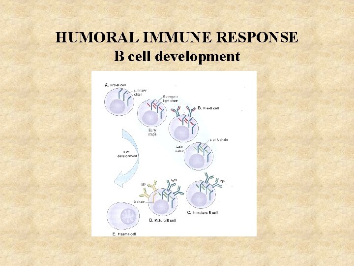 HUMORAL IMMUNE RESPONSE B cell development 