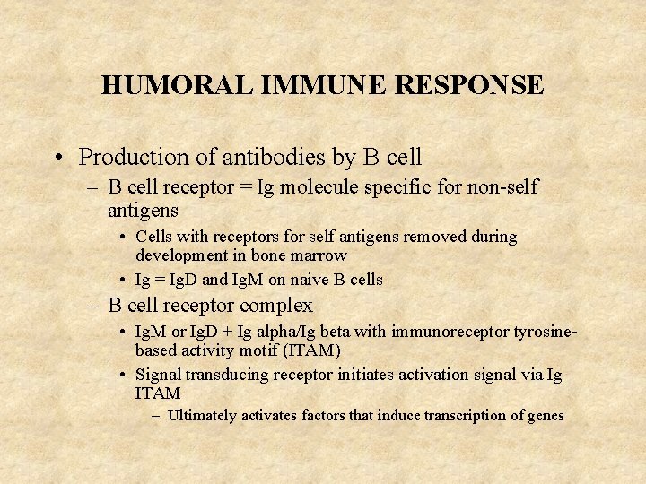 HUMORAL IMMUNE RESPONSE • Production of antibodies by B cell – B cell receptor