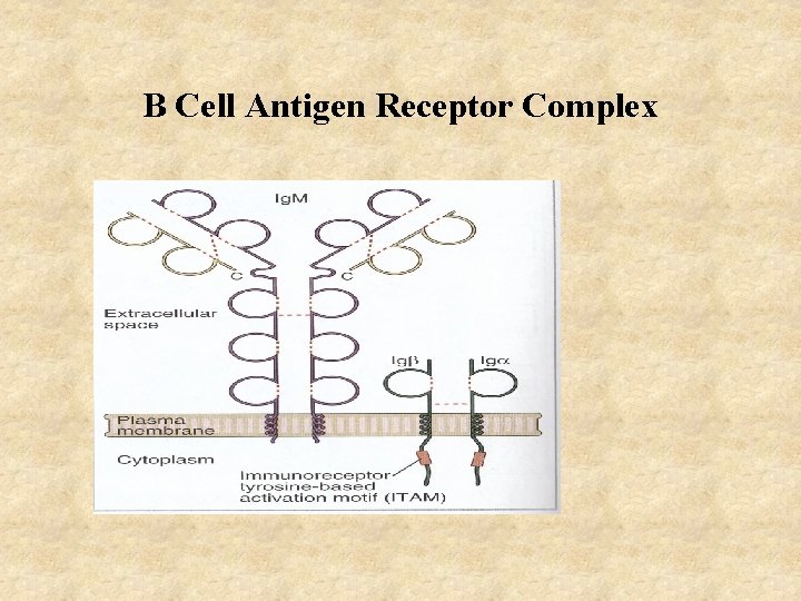 B Cell Antigen Receptor Complex 