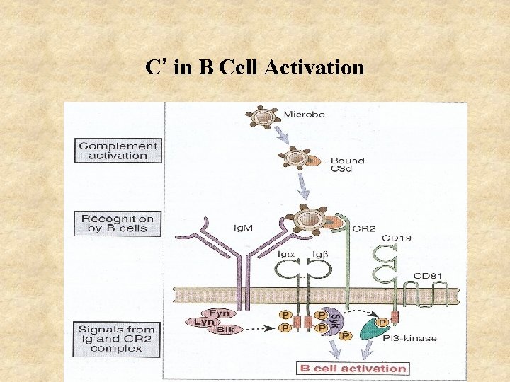 C’ in B Cell Activation 
