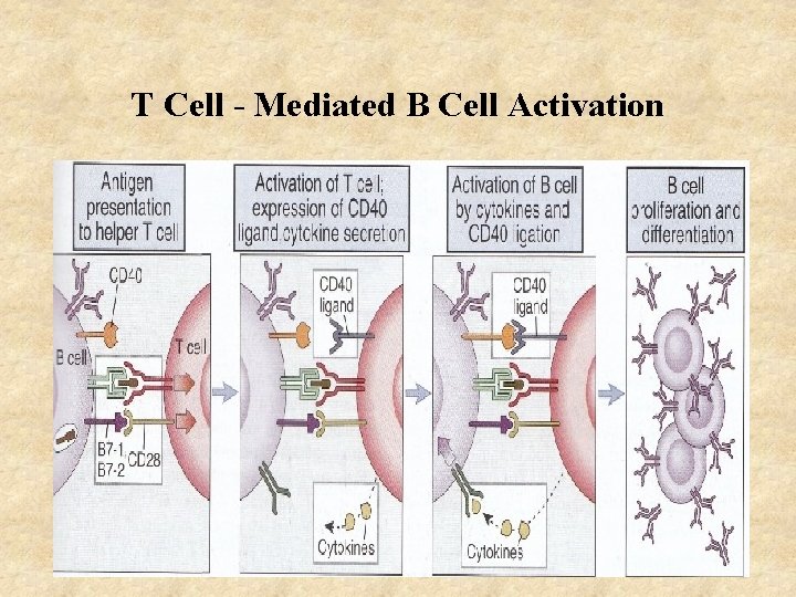 T Cell - Mediated B Cell Activation 