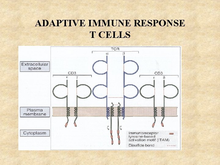ADAPTIVE IMMUNE RESPONSE T CELLS 