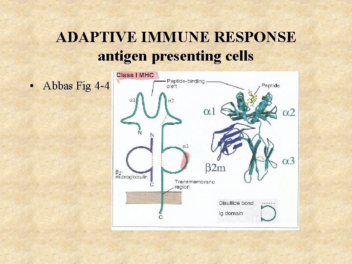 ADAPTIVE IMMUNE RESPONSE antigen presenting cells • Abbas Fig 4 -4 