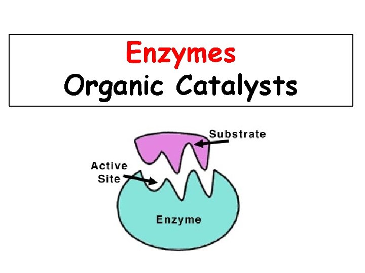 Enzymes Organic Catalysts 