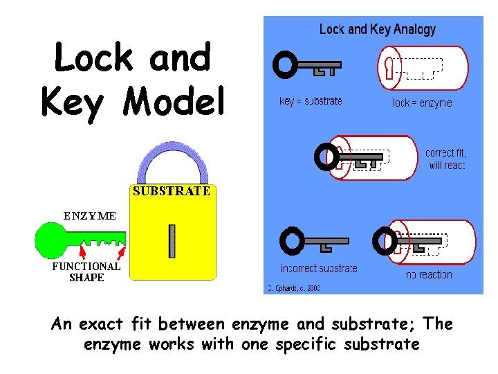 Lock and Key Model An exact fit between enzyme and substrate; The enzyme works