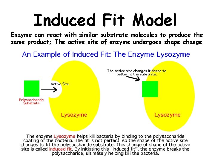 Induced Fit Model Enzyme can react with similar substrate molecules to produce the same