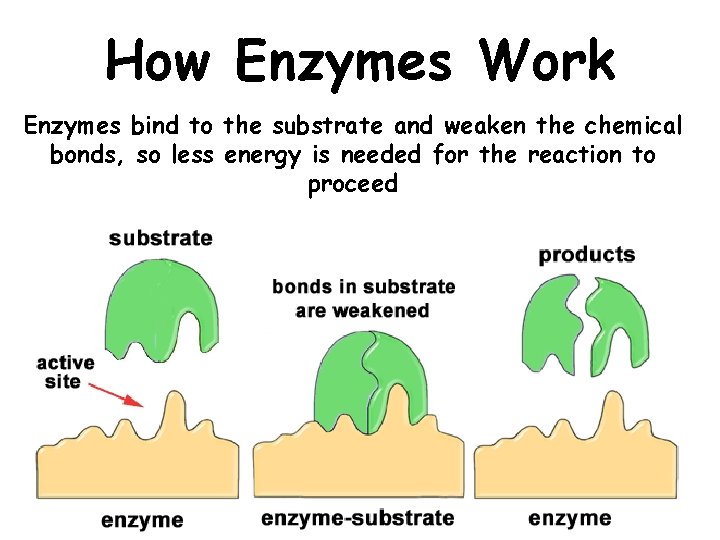 How Enzymes Work Enzymes bind to the substrate and weaken the chemical bonds, so