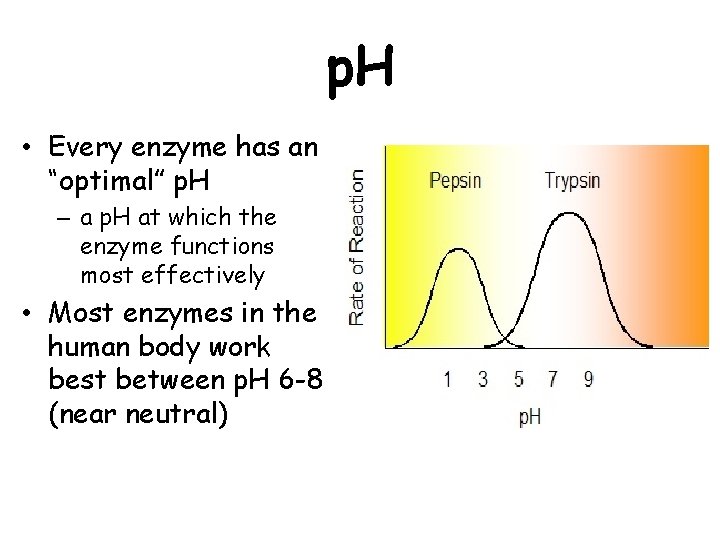 p. H • Every enzyme has an “optimal” p. H – a p. H