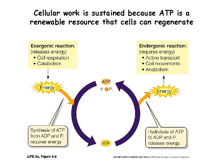 Cellular work is sustained because ATP is a renewable resource that cells can regenerate