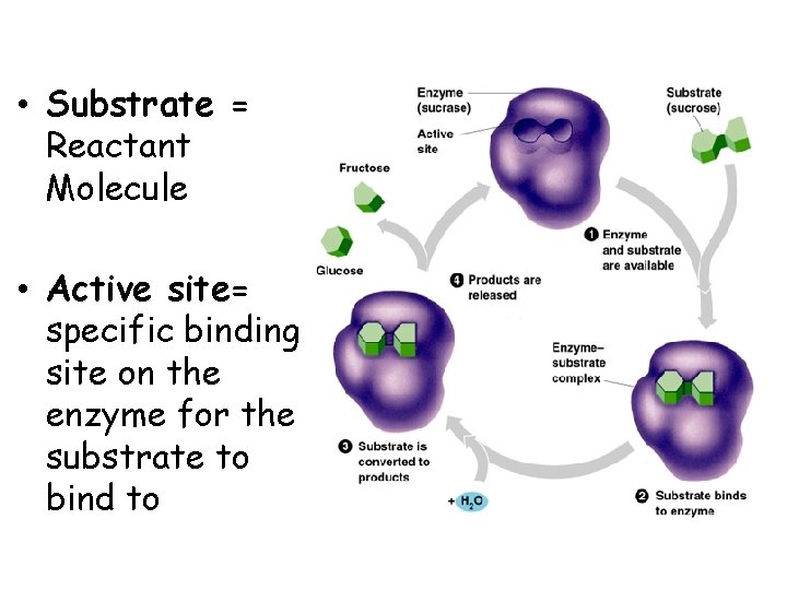  • Substrate = Reactant Molecule • Active site= specific binding site on the