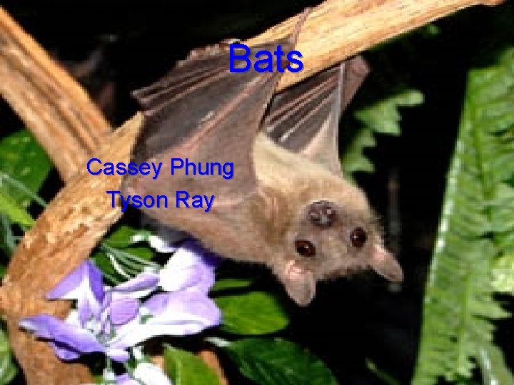 Bats Cassey Phung Tyson Ray 