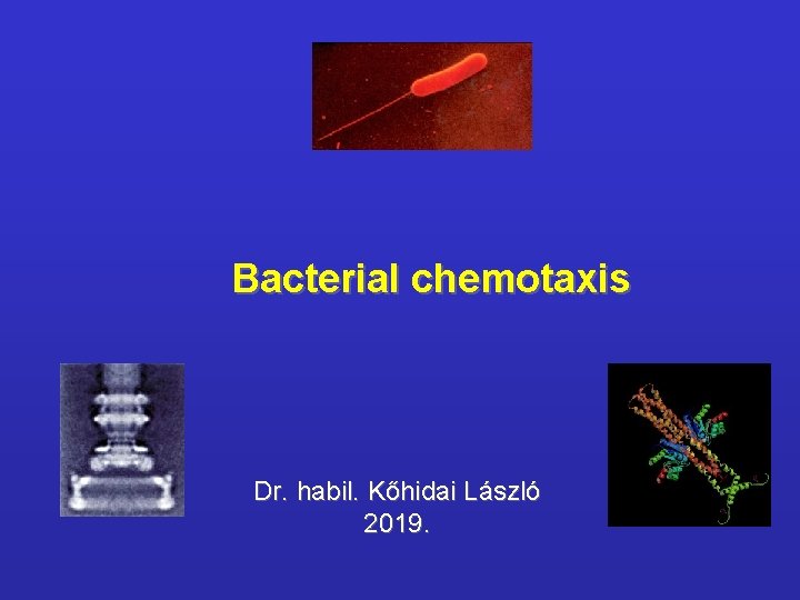 Bacterial chemotaxis Dr. habil. Kőhidai László 2019. 