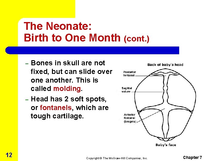 The Neonate: Birth to One Month (cont. ) – – 12 Bones in skull The Neonate: Birth to One Month (cont. ) – – 12 Bones in skull