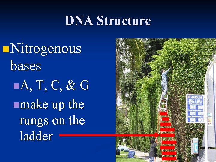 DNA Structure n Nitrogenous bases n. A, T, C, & G nmake up the