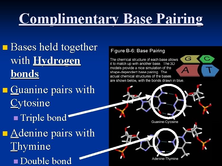 Complimentary Base Pairing n Bases held together with Hydrogen bonds n Guanine pairs with
