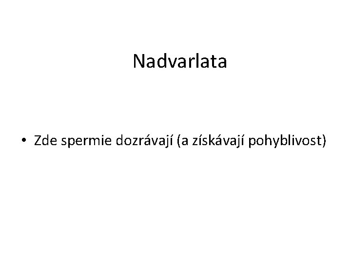 Nadvarlata • Zde spermie dozrávají (a získávají pohyblivost) Nadvarlata • Zde spermie dozrávají (a získávají pohyblivost)