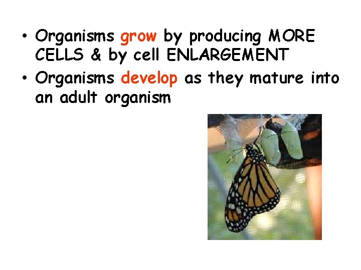  • Organisms grow by producing MORE CELLS & by cell ENLARGEMENT • Organisms