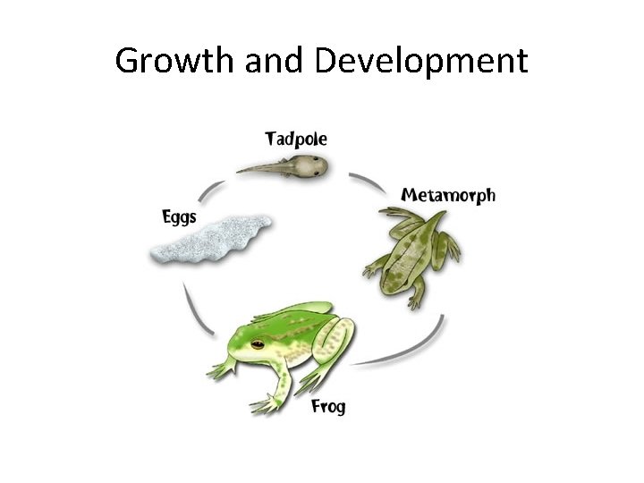 Growth and Development 