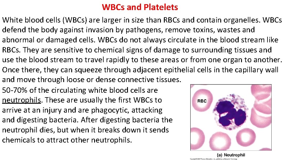 WBCs and Platelets White blood cells (WBCs) are larger in size than RBCs and
