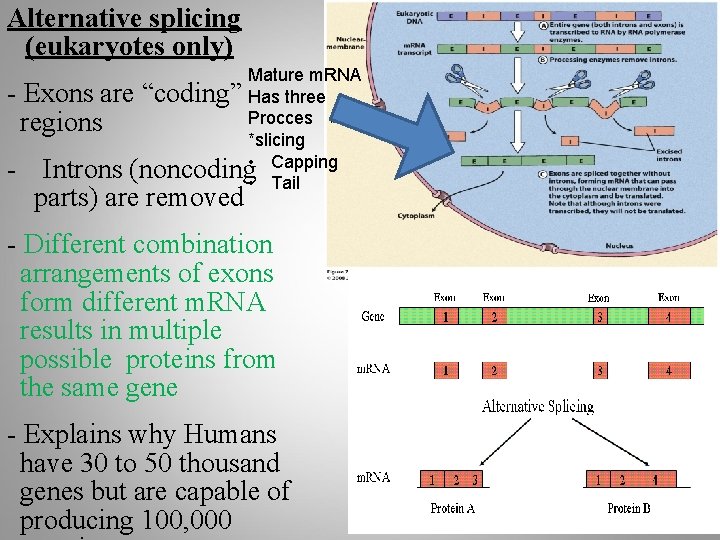 Reverse transcription The genetic information carrier of some