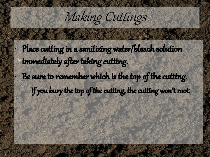 Making Cuttings • Place cutting in a sanitizing water/bleach solution immediately after taking cutting.