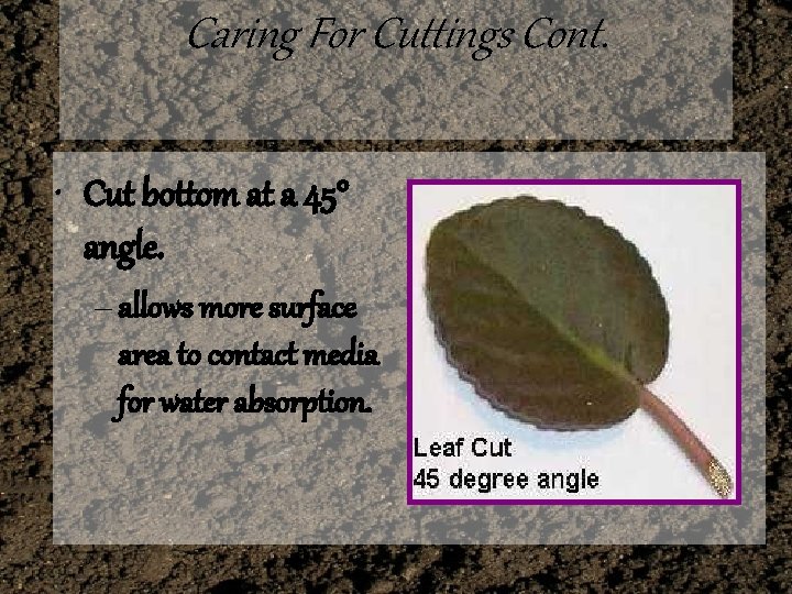 Caring For Cuttings Cont. • Cut bottom at a 45° angle. – allows more