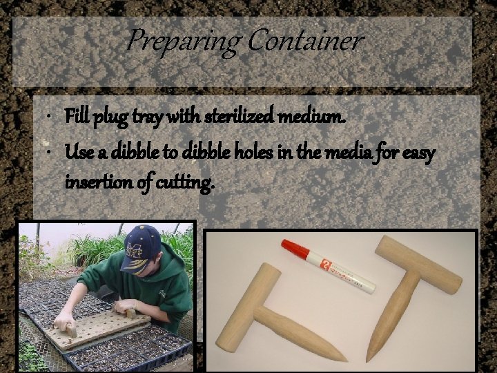 Preparing Container • Fill plug tray with sterilized medium. • Use a dibble to