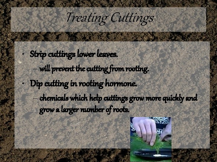 Treating Cuttings • Strip cuttings lower leaves. – will prevent the cutting from rooting.