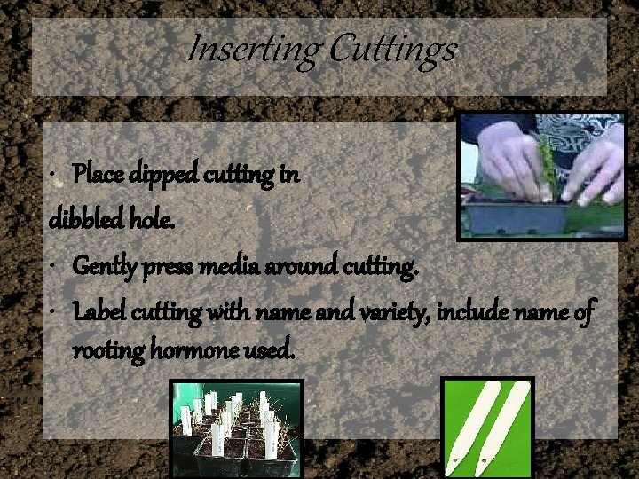 Inserting Cuttings • Place dipped cutting in dibbled hole. • Gently press media around