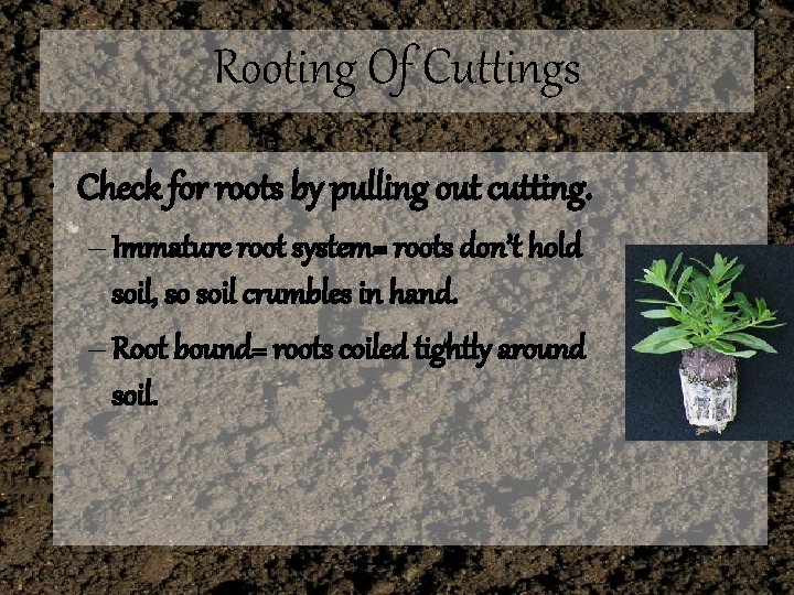 Rooting Of Cuttings • Check for roots by pulling out cutting. – Immature root