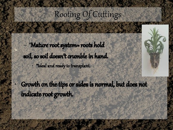 Rooting Of Cuttings – *Mature root system= roots hold soil, so soil doesn’t crumble