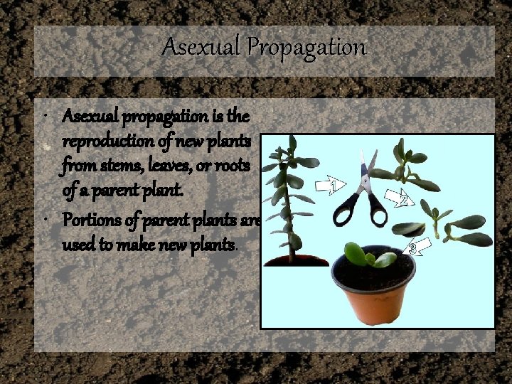 Asexual Propagation • Asexual propagation is the reproduction of new plants from stems, leaves,