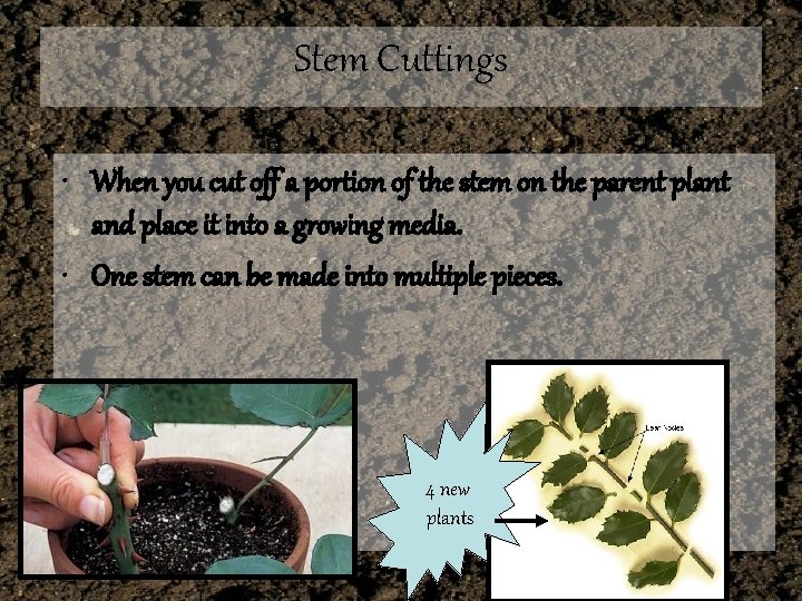 Stem Cuttings • When you cut off a portion of the stem on the