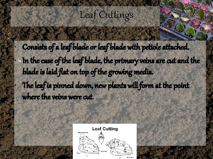 Leaf Cuttings • Consists of a leaf blade or leaf blade with petiole attached.