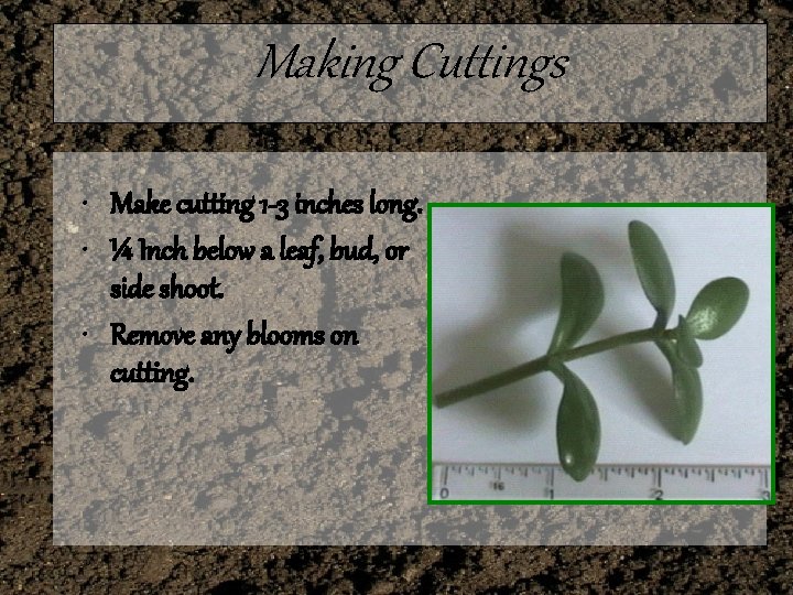 Making Cuttings • Make cutting 1 -3 inches long. • ¼ Inch below a