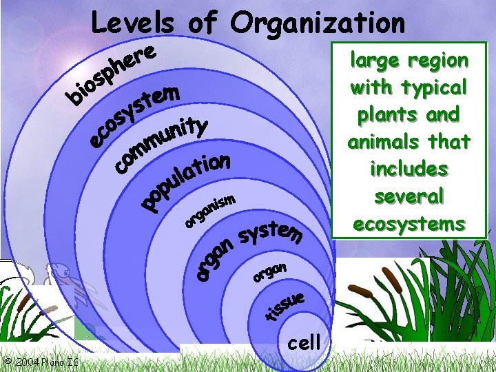 Levels of Organization living and all one all smallest group interacting organisms individual of