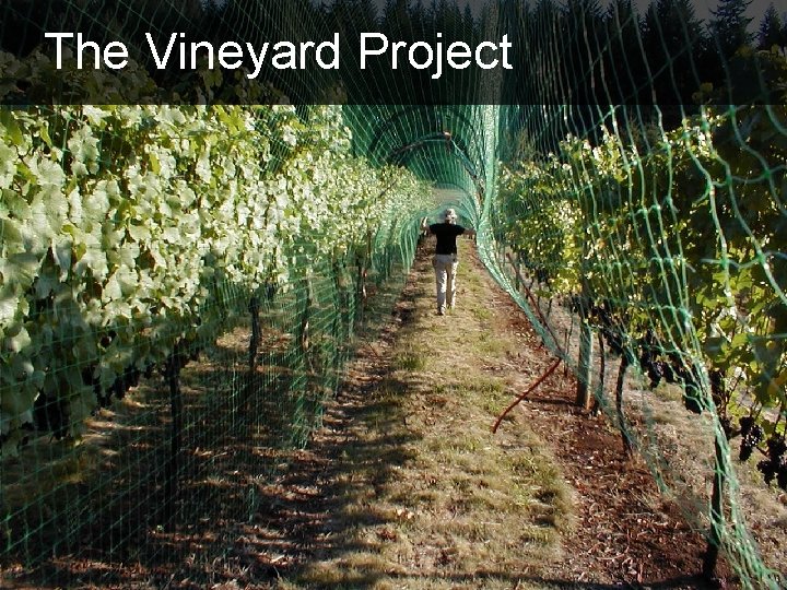 The Vineyard Project The Vineyard Project