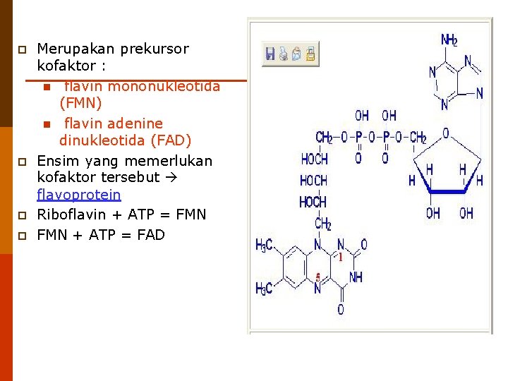p p Merupakan prekursor kofaktor : n flavin mononukleotida (FMN) n flavin adenine dinukleotida
