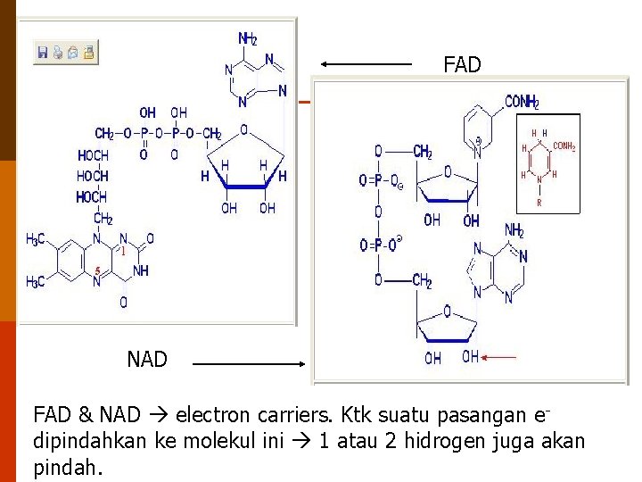 FAD NAD FAD & NAD electron carriers. Ktk suatu pasangan edipindahkan ke molekul ini