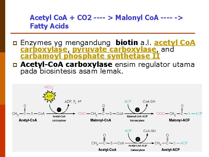 Acetyl Co. A + CO 2 ---- > Malonyl Co. A ---- -> Fatty